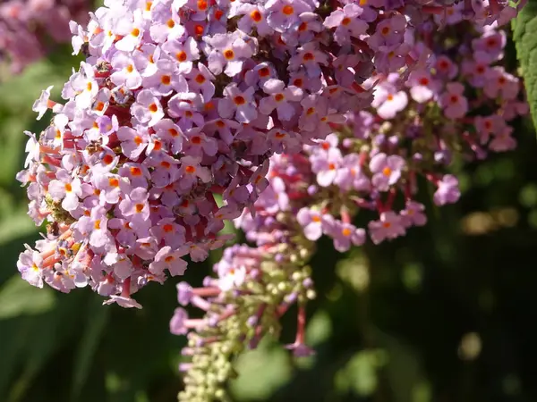 Ramo di fiori viola minuscoli su un ramo dell'albero — Foto Stock