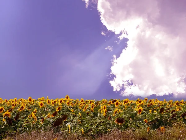 Campo de girassóis sob luz solar brilhante atrás de nuvens — Fotografia de Stock