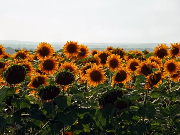 Campo de muitos girassóis amarelos abaixo da luz Céu — Fotografia de Stock