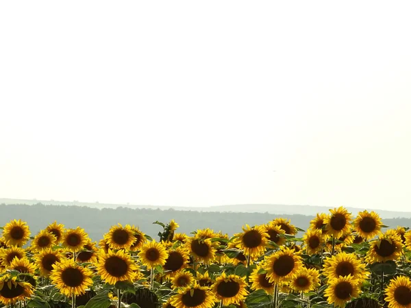 Campo de muitos girassóis amarelos abaixo da luz Céu — Fotografia de Stock