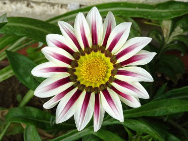 Pembe çiçek çiçek yeşil bahçe