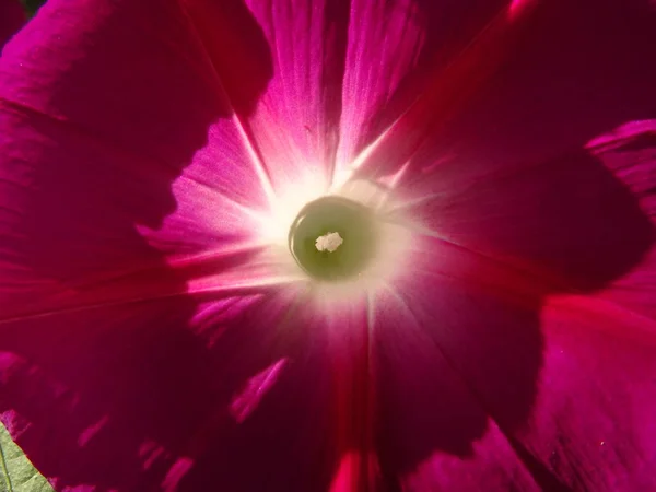 Macro Veduta di un fiore giardino rosa sotto la luce del sole — Foto Stock