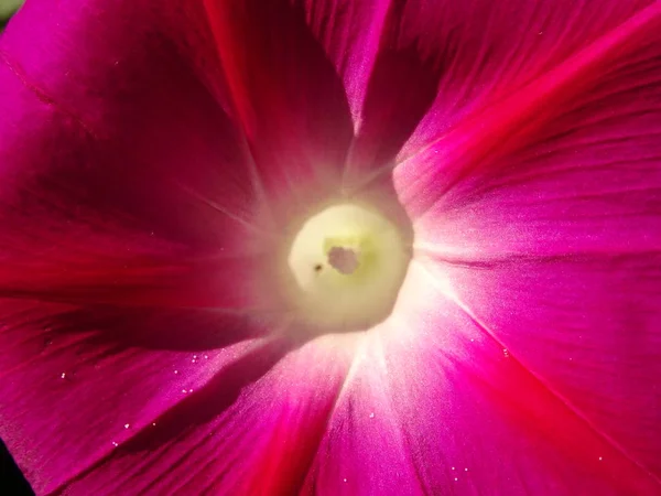 Макро Вид на квітку рожевого саду під сонячним світлом — стокове фото