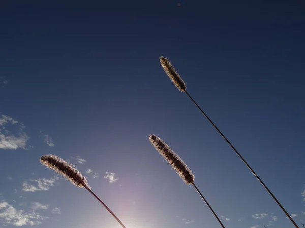 Planta longa seca de WIld e céu com fundo solar — Fotografia de Stock