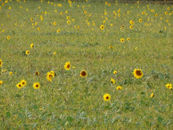 Campo de pequenos girassóis selvagens — Fotografia de Stock