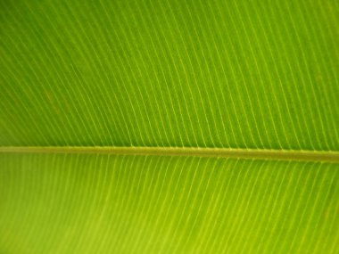 Makro görünümü arka plan ışığı ile taze yeşil yaprak