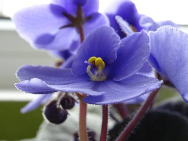 Menekşe çiçek çiçek bahar iç Recoration