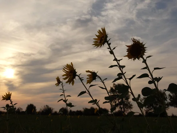 Girassóis e dramático céu do por do sol com nuvens — Fotografia de Stock