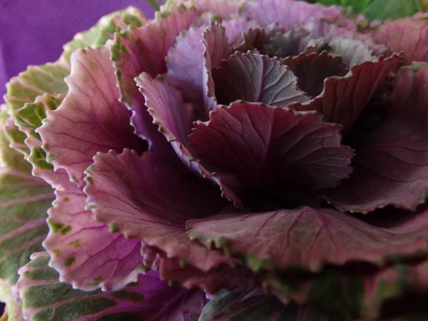 Фиолетовый цветок с листьями, как капуста — стоковое фото