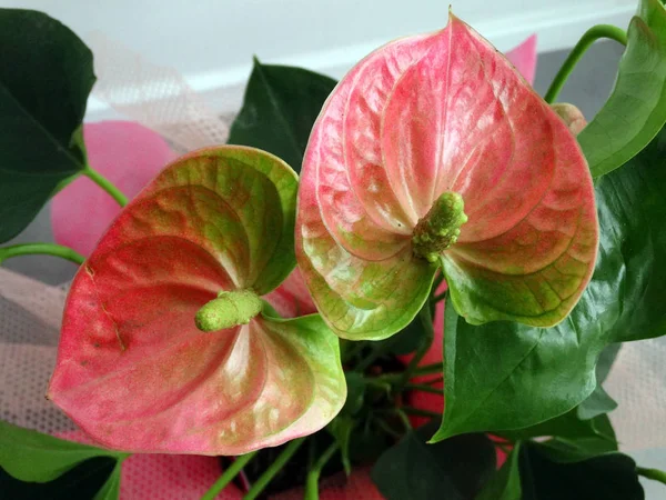 Rosa Anthurium fiore fiore in un vaso di fiori interni, Home De — Foto Stock