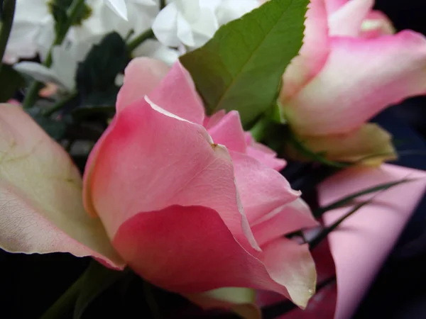 Stäng vy av en bukett med rosa rosor och vita blommor — Stockfoto