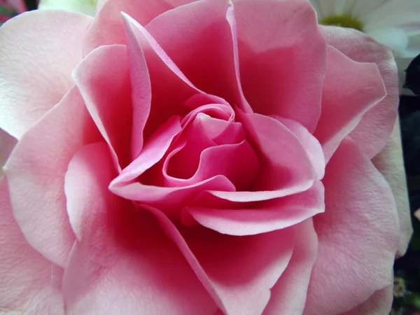 Cerrar Vista de un ramo con rosas rosadas y flores blancas — Foto de Stock
