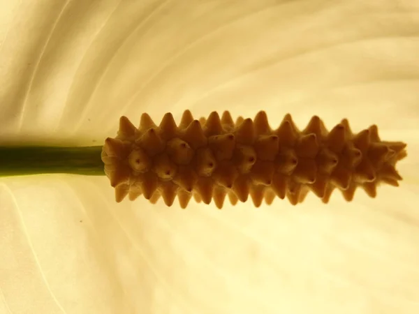 Vista muy cercana de una flor de espadín blanco —  Fotos de Stock