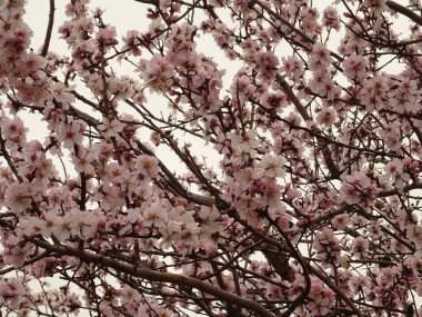 Taze bahar ağaç dalı pembe çiçeği ile kaplı