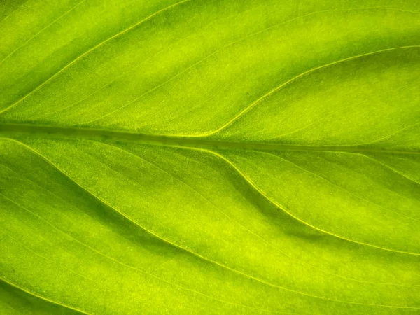 Vista macro de una hoja verde fresca con una luz de fondo — Foto de Stock