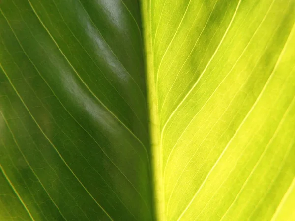 Vista macro de uma folha verde fresca com uma luz de fundo — Fotografia de Stock