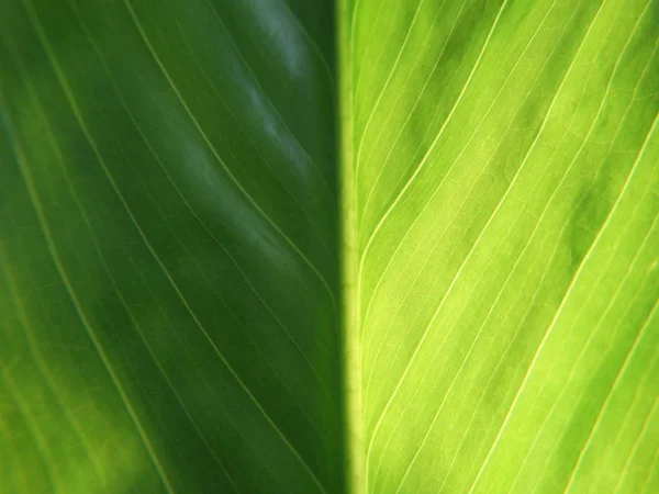 Vista macro de uma folha verde fresca com uma luz de fundo — Fotografia de Stock