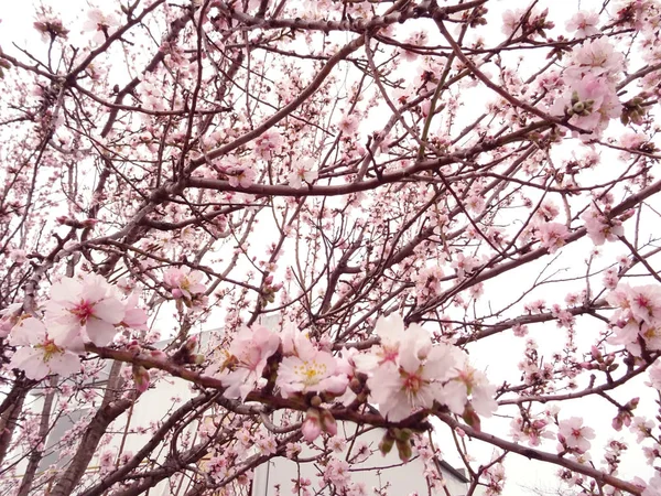 Rama fresca de árboles de primavera cubierta con flor rosa — Foto de Stock