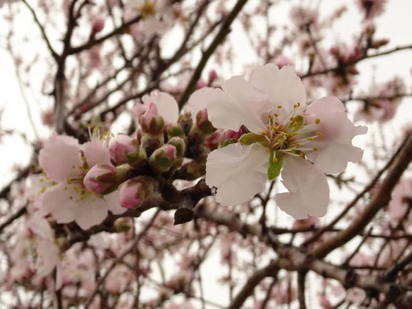 Rama fresca de árboles de primavera cubierta con flor rosa — Foto de Stock