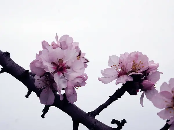 Rama fresca de árboles de primavera cubierta con flor rosa — Foto de Stock