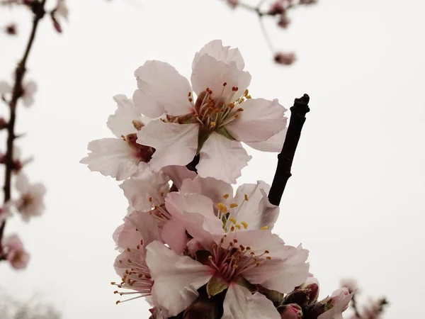 Fresh Spring Tree Branch Covered with Pink Blossom — Stock Photo, Image