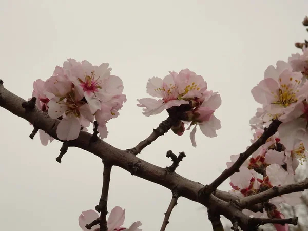 Fresh Spring Tree Branch Covered with Pink Blossom — Stock Photo, Image