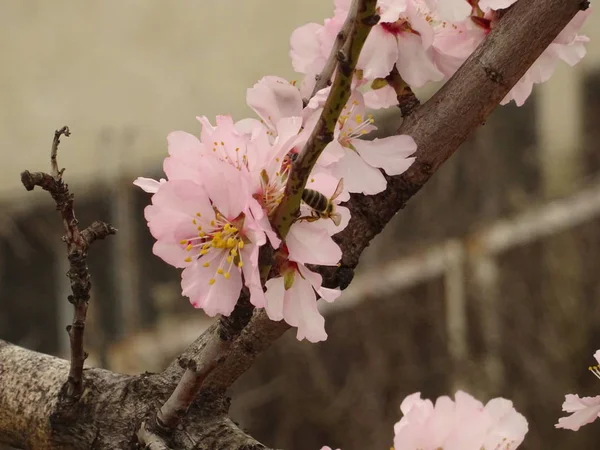 Frischer Frühlingsbaumzweig mit rosa Blüten bedeckt — Stockfoto