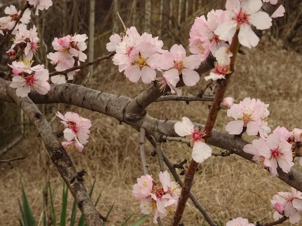 Frischer Frühlingsbaumzweig mit rosa Blüten bedeckt — Stockfoto