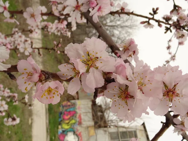 Свіжий весняний Гілка дерева покриті рожеві цвітіння — стокове фото