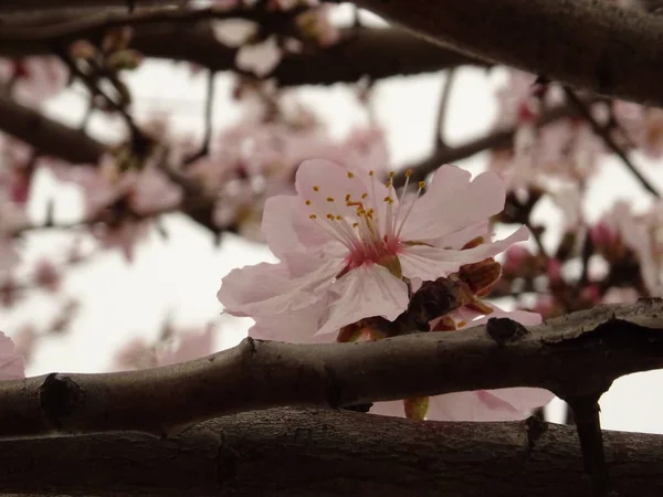 Fresh Spring Tree Branch Covered with Pink Blossom — Stock Photo, Image