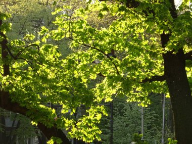 Taze yeşil ağaç Leavs bir parkta