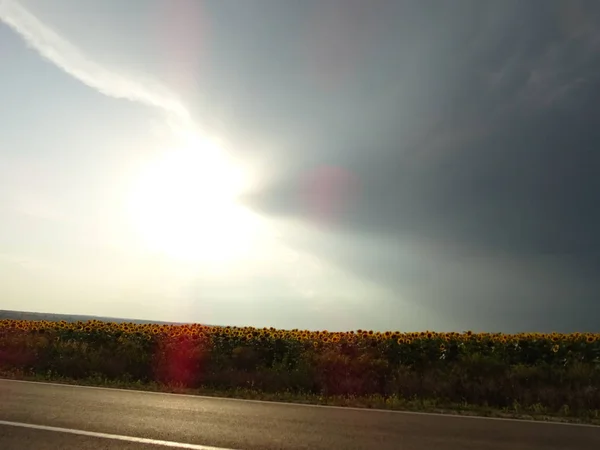 Campo de girasoles bajo la brillante luz del sol detrás de las nubes — Foto de Stock