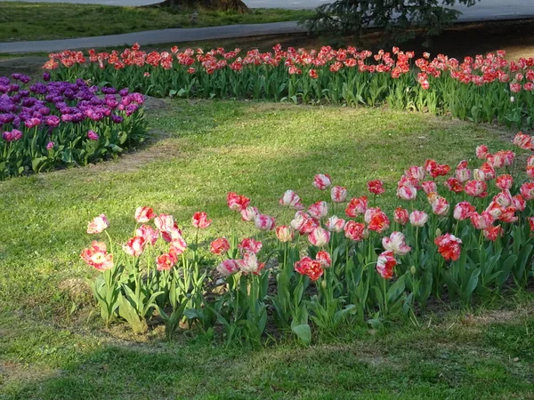 Pink og Violet Tulipaner i en have - Stock-foto