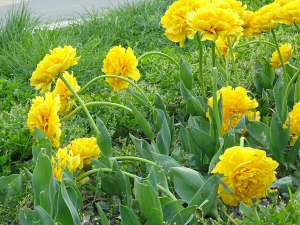 Wiosenne zielone pole z dużą ilością żółte tulipany — Zdjęcie stockowe