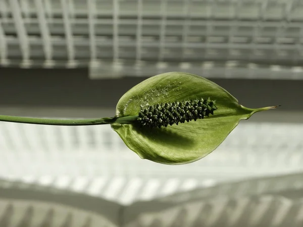Weergave van een groene spathiphyllum Blossom op een ochtend-venster sluiten — Stockfoto