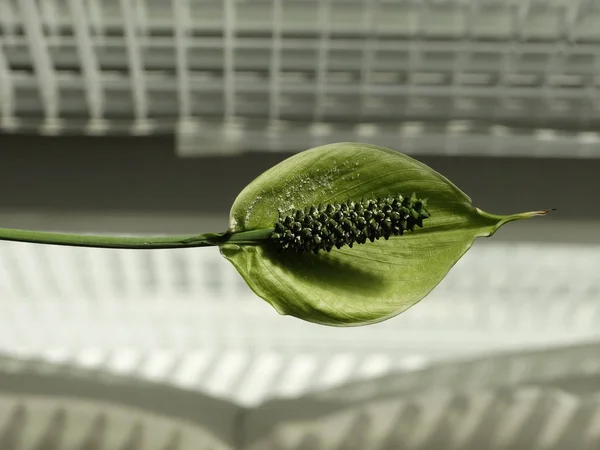 Fermer Vue d'un spathiphyllum vert fleurir sur une fenêtre du matin — Photo