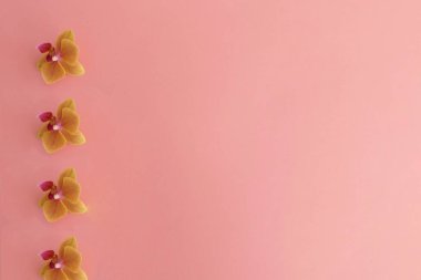 Pembe arka planda izole orkide çiçek çiçekleri