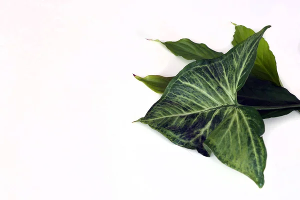 Folhas verdes frescas isoladas sobre um fundo branco — Fotografia de Stock
