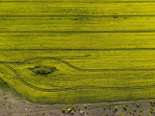 Visão do zangão dos campos de sementes de estupro amarelo — Fotografia de Stock