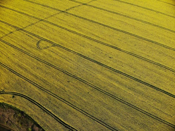 Drone View of Yellow Rape Seed Fields — Stock Photo, Image