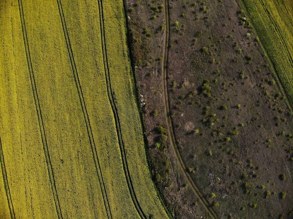 Drohnen-Blick auf gelbe Rapsfelder — Stockfoto