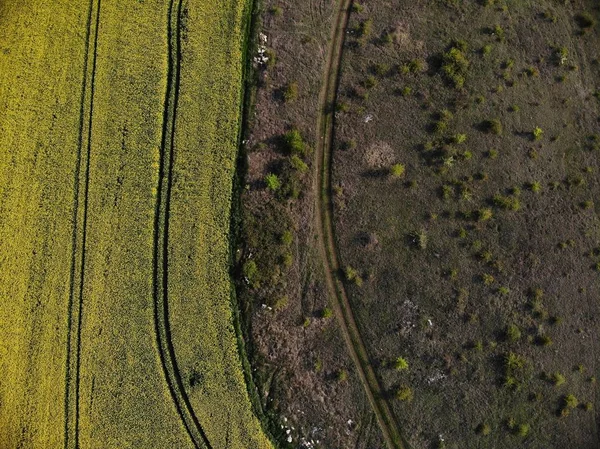 Vista de drones de campos de semillas de violación amarilla —  Fotos de Stock
