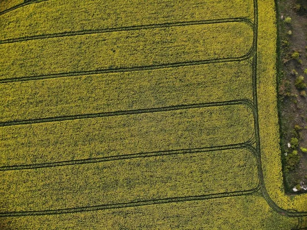 黄色い菜の花畑のドローンビュー — ストック写真