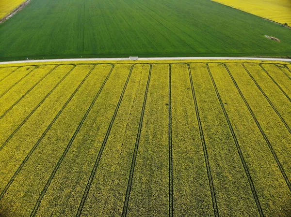 Drohnen-Blick auf gelbe Rapsfelder — Stockfoto