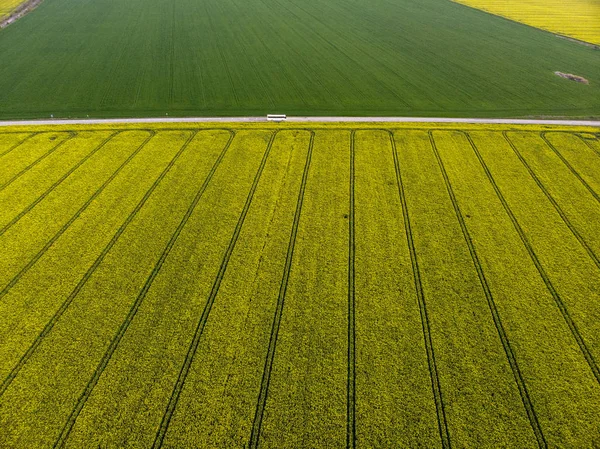 Vista de drones de campos de semillas de violación amarilla —  Fotos de Stock