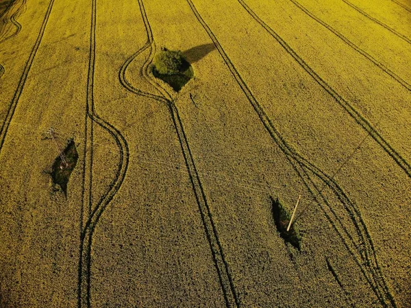 Drone View of Yellow Rape Seed Fields — Stock Photo, Image