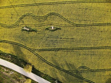 Sarı Tecavüz Tohum Alanlarının Drone Görünümü