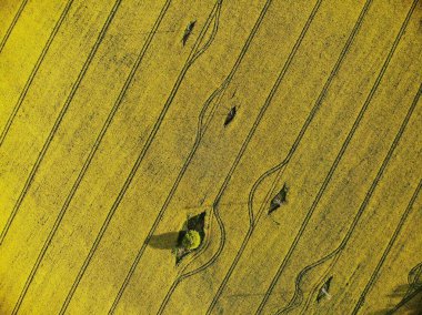 Sarı Tecavüz Tohum Alanlarının Drone Görünümü