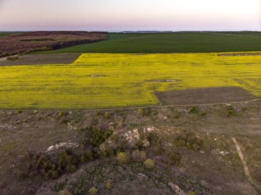 Sarı Tecavüz Tohum Alanlarının Drone Görünümü