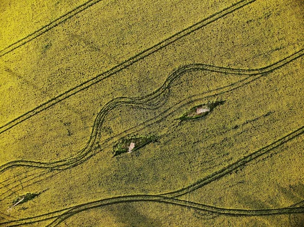 Vista de drones de campos de semillas de violación amarilla — Foto de Stock